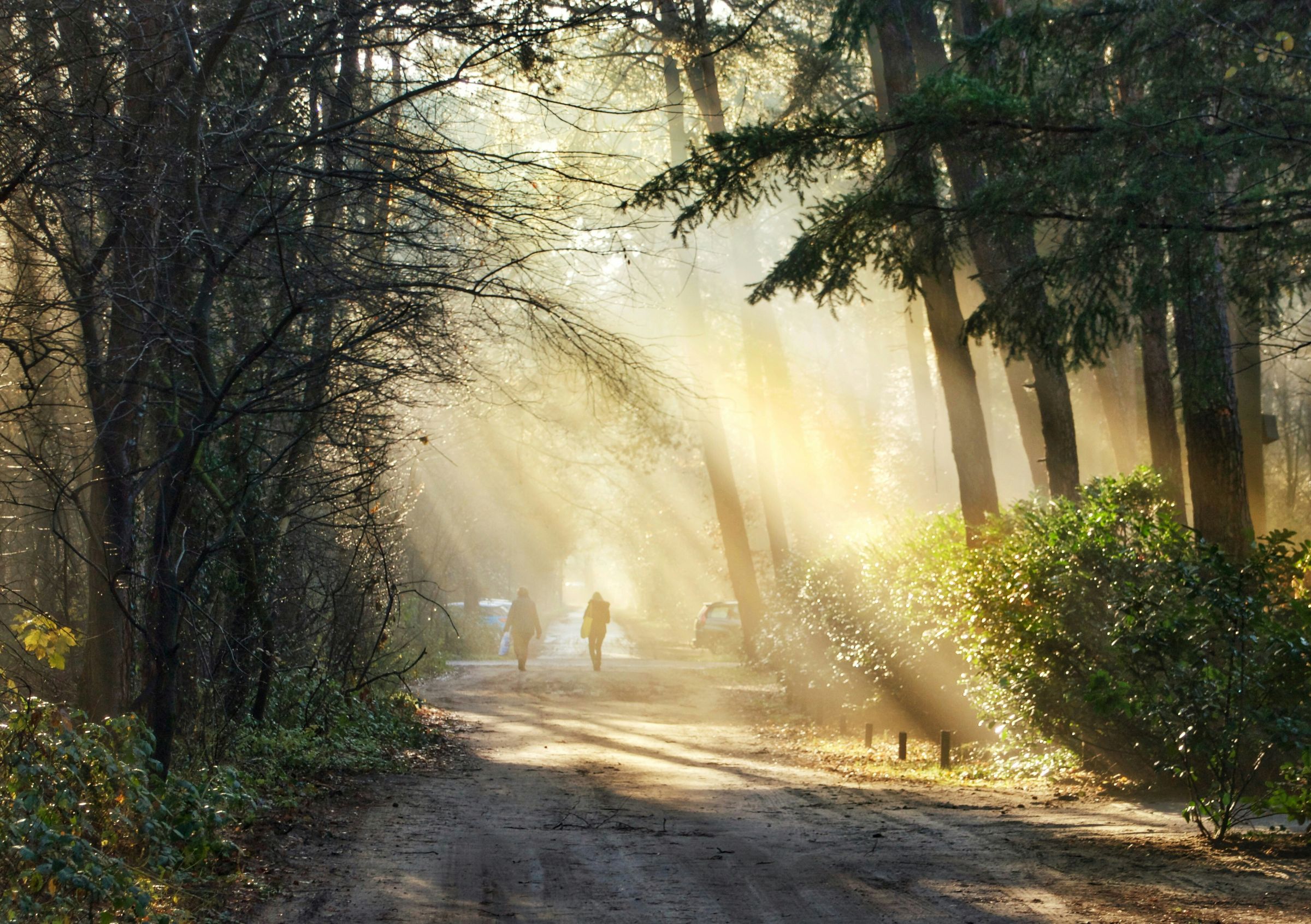 A sunlit woodland path, dappled with early morning light