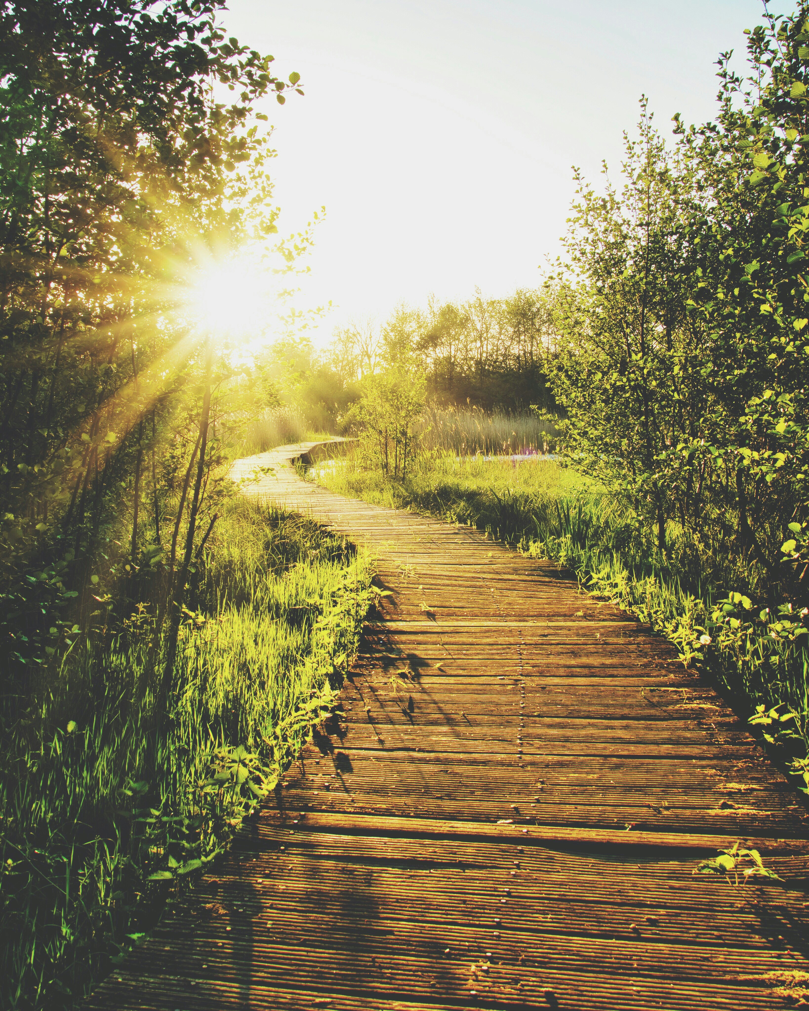 A sunlit wooden boardwalk winding gently through green woodland
